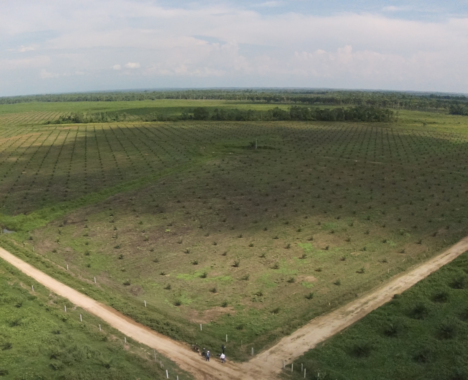 Vista aerea de plantaciones