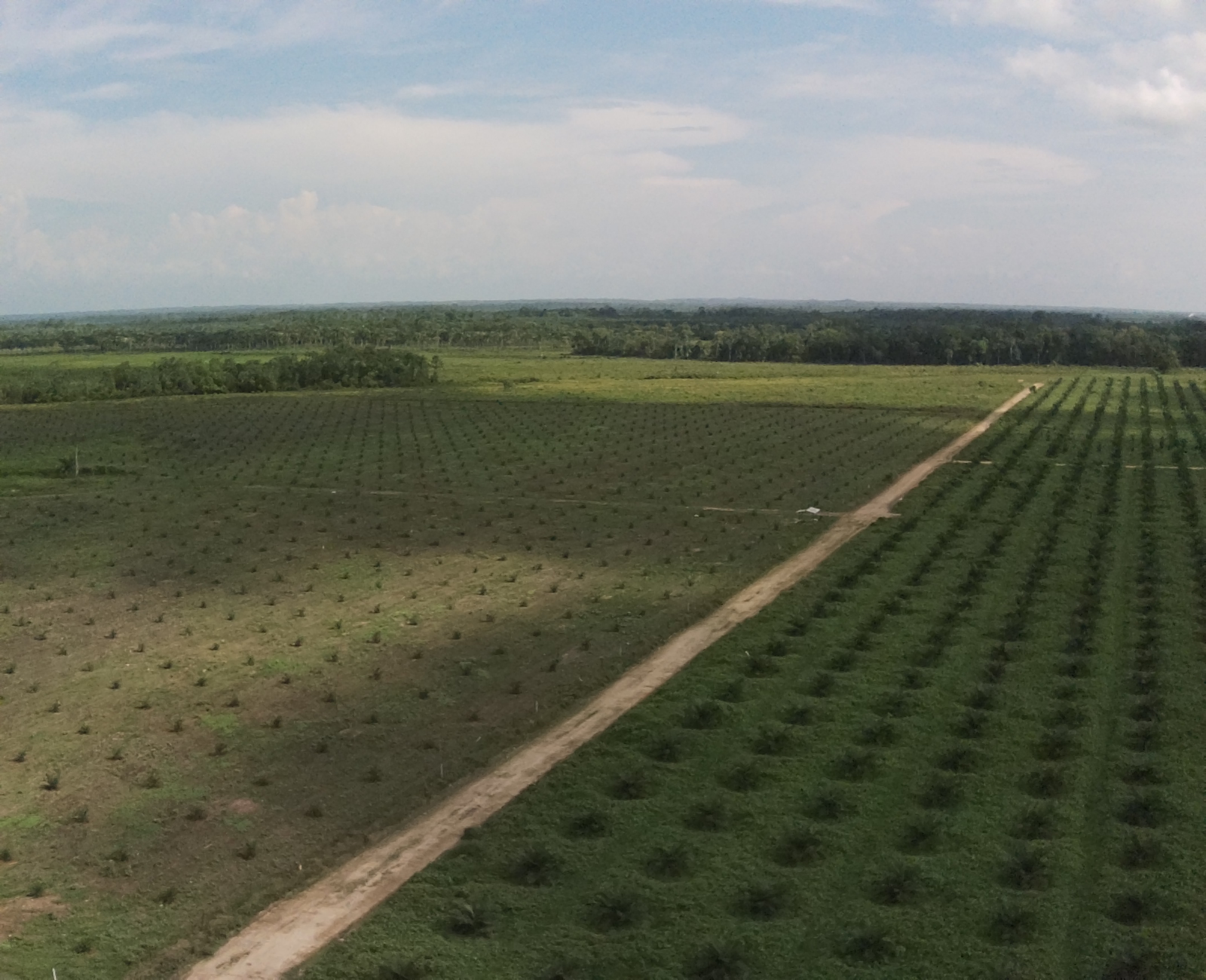 Vista aerea de plantaciones de palma