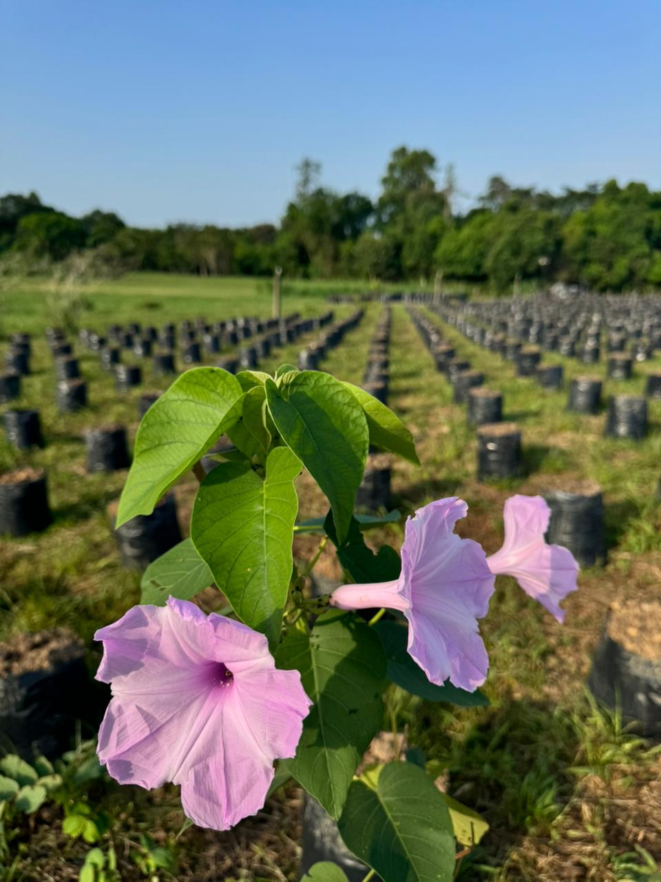 Flora en vivero de palma