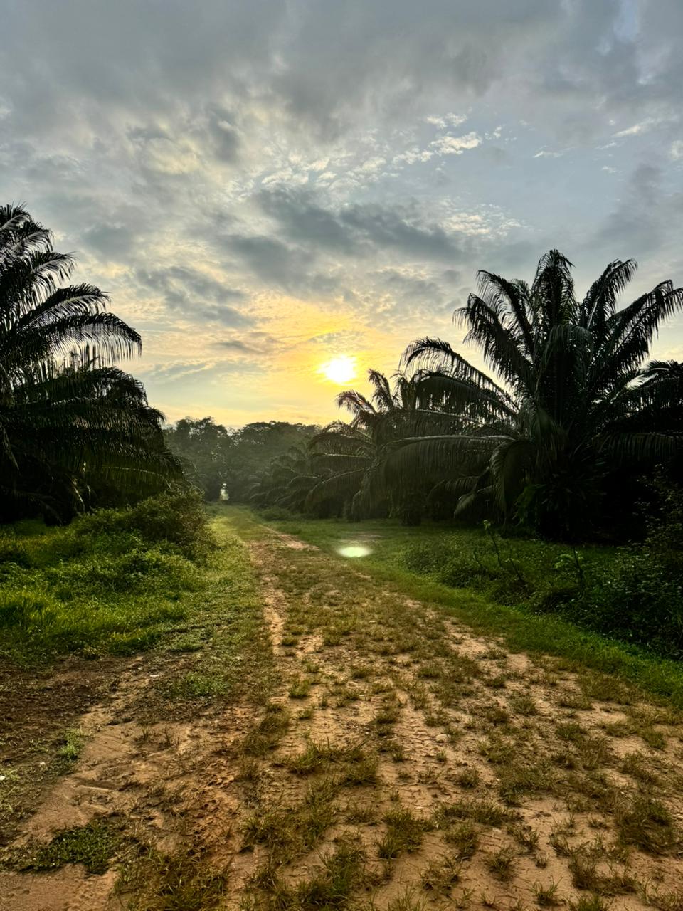 Atardecer entre palmas