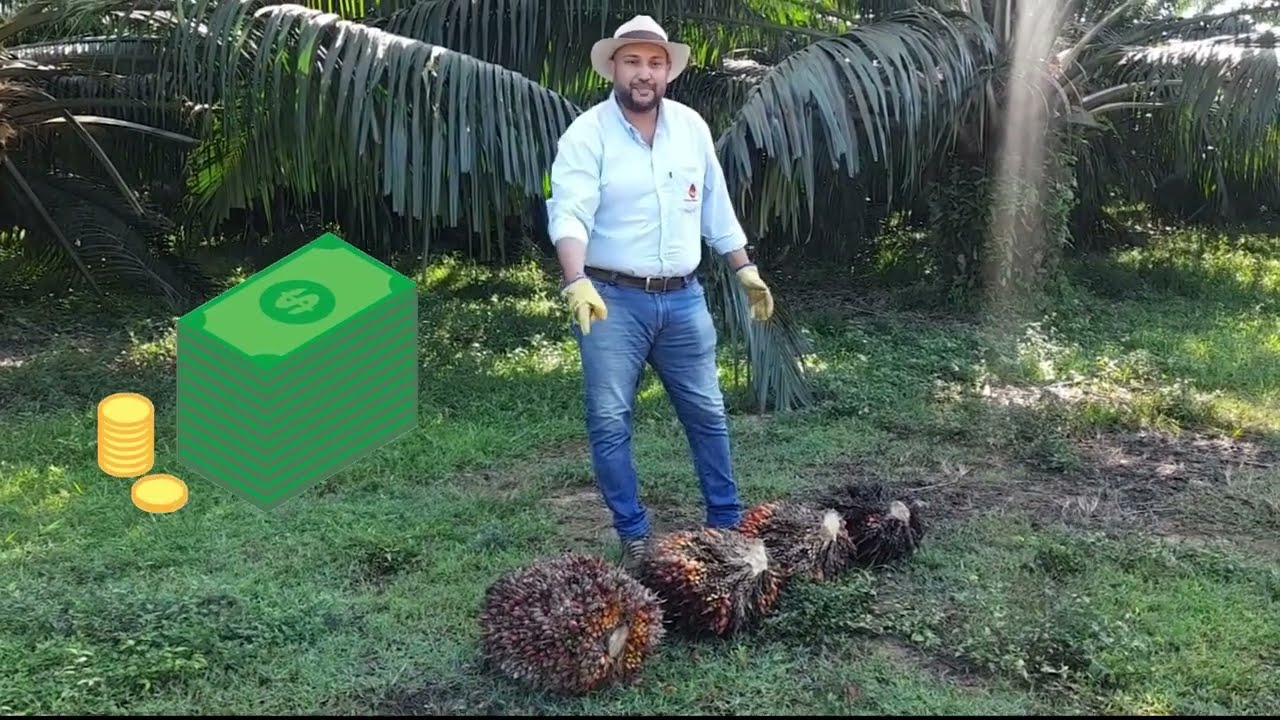 Jaimito el Palmero - Video