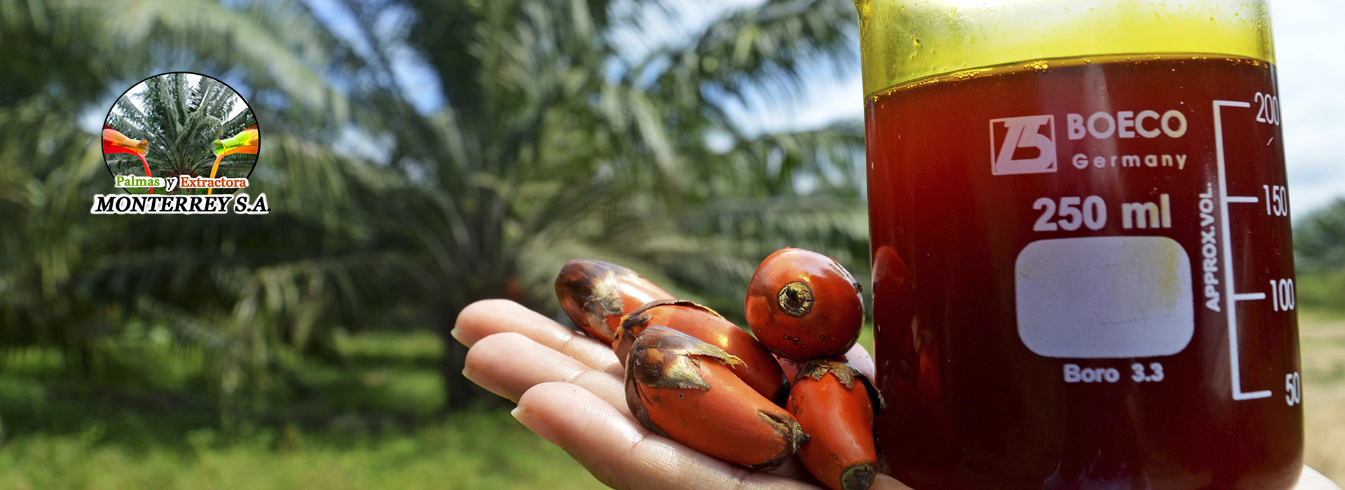 Fruto de palma de aceite y aceite extraido