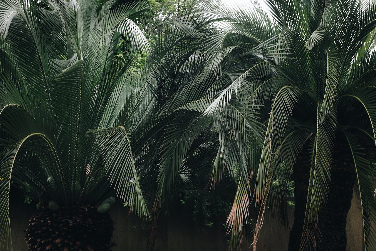 Vibrant palm trees displaying lush green fronds in an outdoor tropical setting.